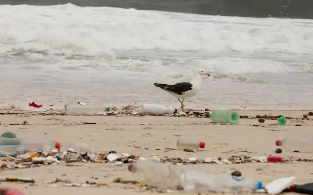 Brasil é o oitavo país que mais polui mares com plástico no mundo, diz relatório