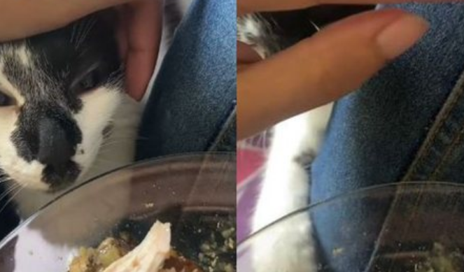 Gato luta por um pedaço de comida e diverte web