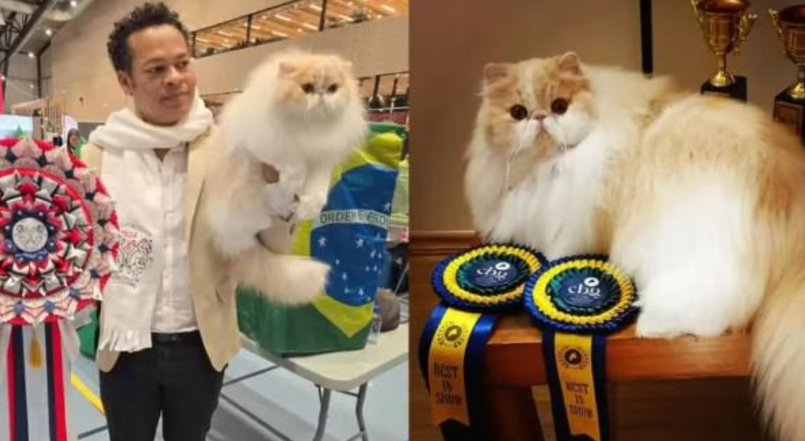 Gato brasileiro ganha prêmio internacional