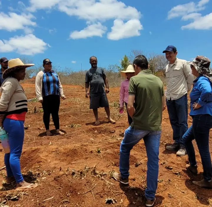 Implantação de maniveiros garante aumento de produção e produtividade de mandioca no Sudoeste Baiano