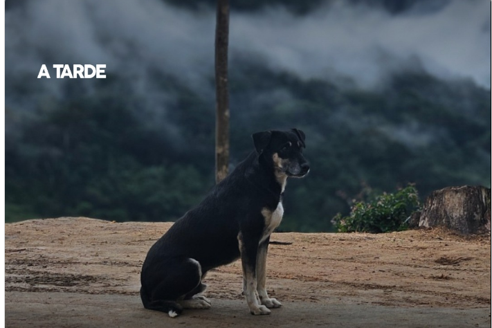 Multa de até 10 mil para quem deixar animal mais de 36 horas sozinho