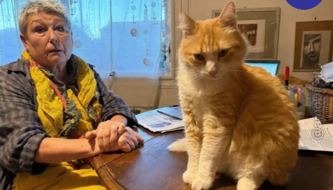 Gato francês foi colocado em prisão domiciliar