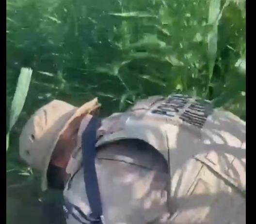 Mais de 30 mil pés de maconha são destruídos pela Polícia Militar em Curaçá, no norte da Bahia