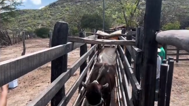 Caso de raiva animal registrada em Andorinha