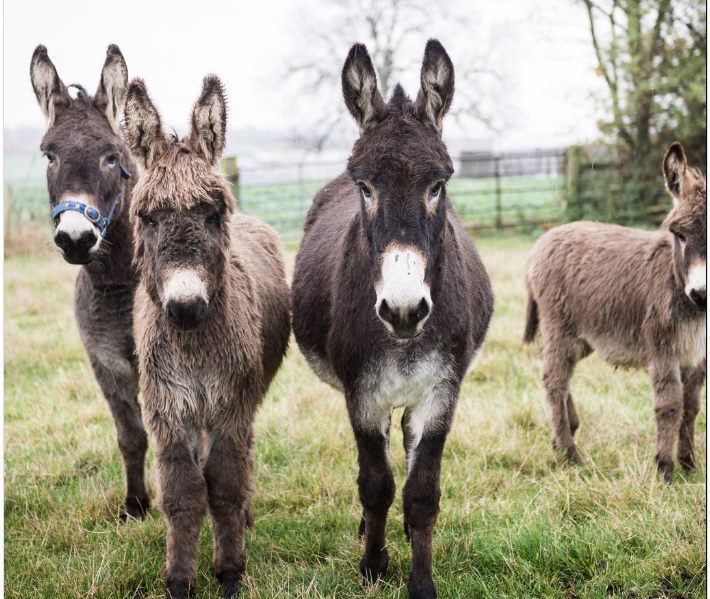 Leite de jumenta ganha força no Brasil e pode virar ouro branco na pecuaria