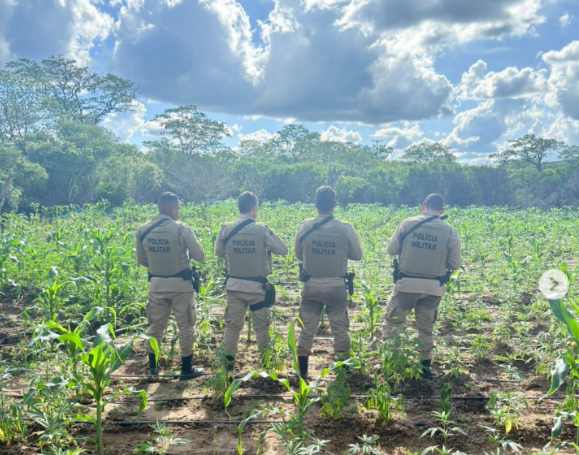 Operação conjunta erradica mais de 4 mil pés de maconha na zona rural de Senhor do Bonfim