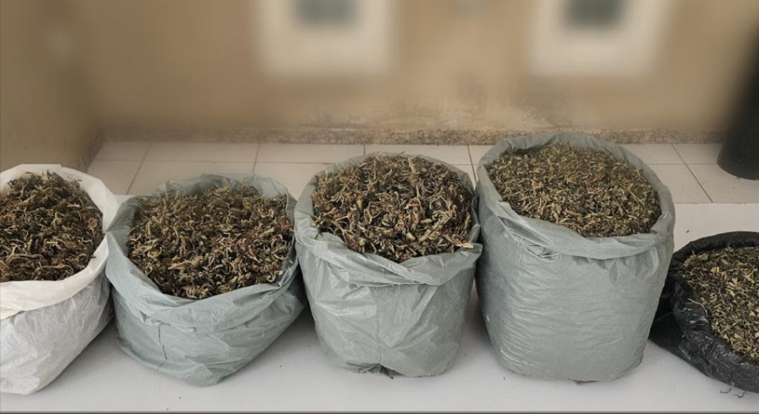 PM apreende cerca de 4,5 kg de maconha e prende suspeito por tráfico em Campo Formoso