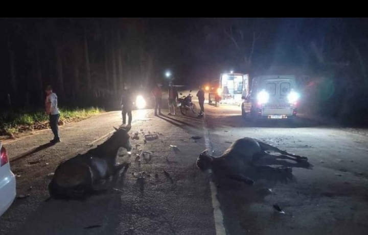 Acidente com animais na pista resultou em morte no município de Campo Formoso