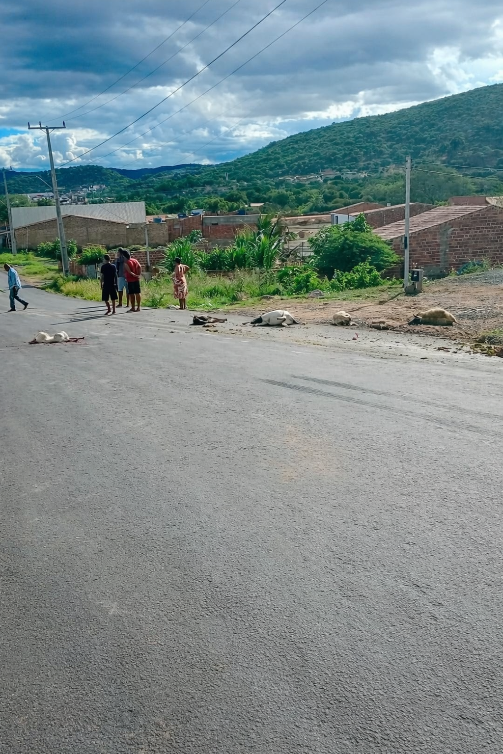 Caminhão atropela e mata ovelhas em Andorinha, no norte da Bahia