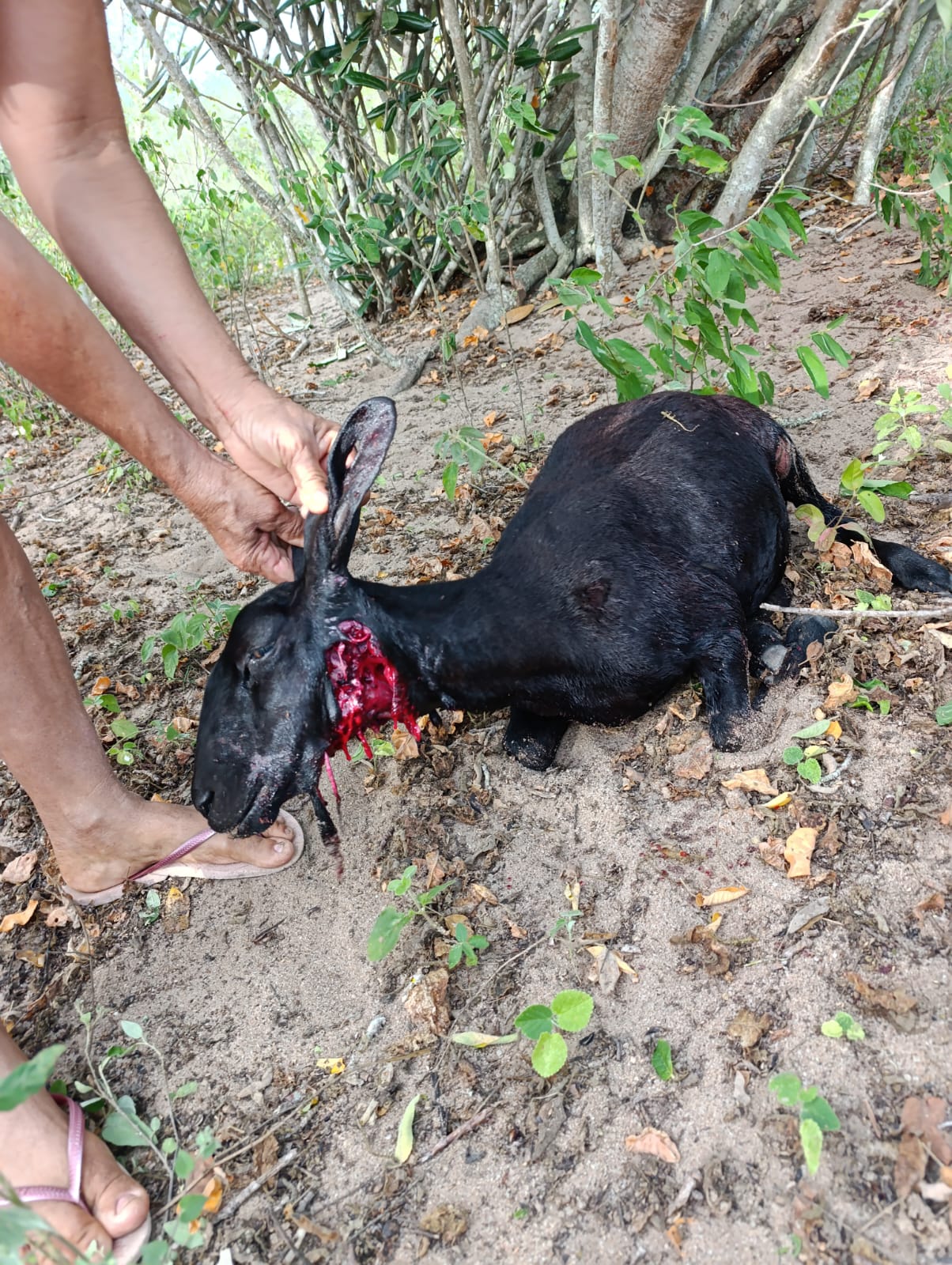 Cães matam caprinos na Zona Rural de Bonfim