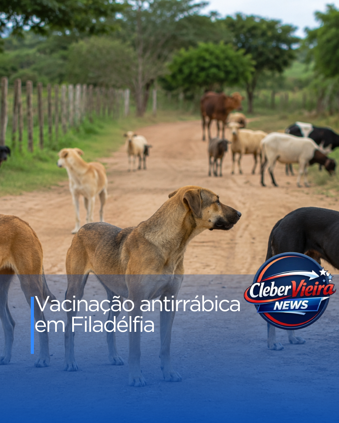 Prefeitura de Filadélfia inicia Campanha de Vacinação Antirrábica para cães e gatos