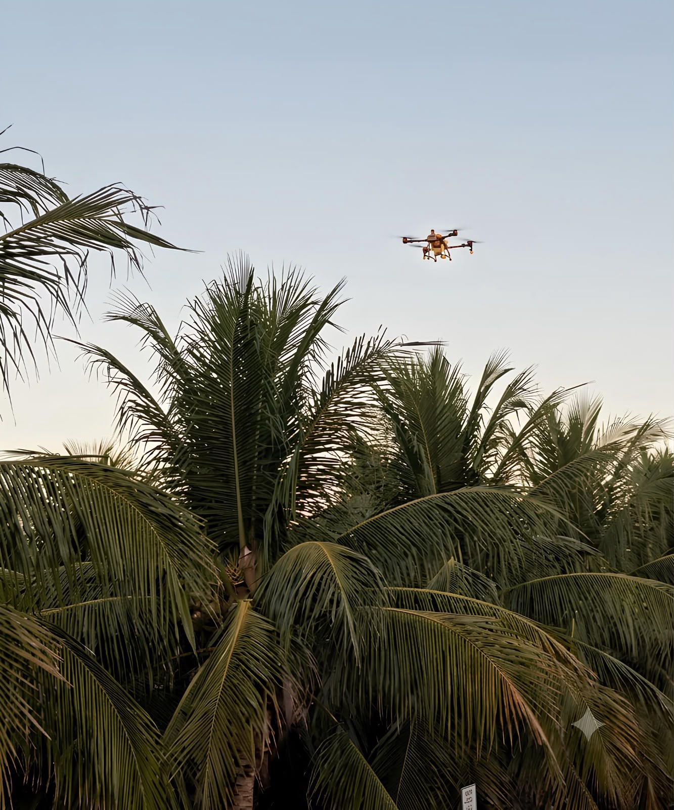 Uso de drone agrícola será tema do Dia de Campo do 3⁰ Simpósio de Oportunidades de Negócios na Cultura de Coco