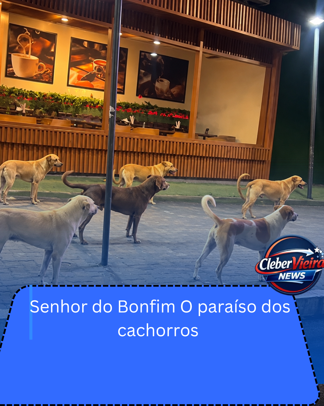 CÃES SOLTOS NO CENTRO DE SENHOR DO BONFIM GERAM RECLAMAÇÕES E PREOCUPAM MORADORES