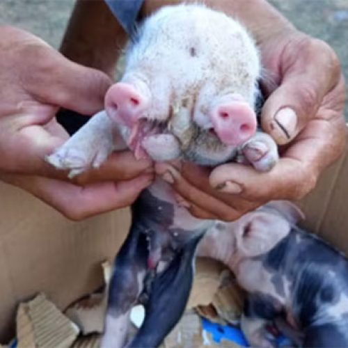 Porco nasce com dois focinhos na zona rural de Feira de Santana
