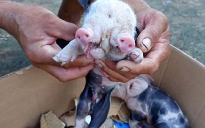 Porco nasce com dois focinhos na zona rural de Feira de Santana