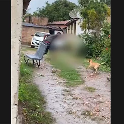 Homem é investigado por matar gato a pauladas em Serrinha