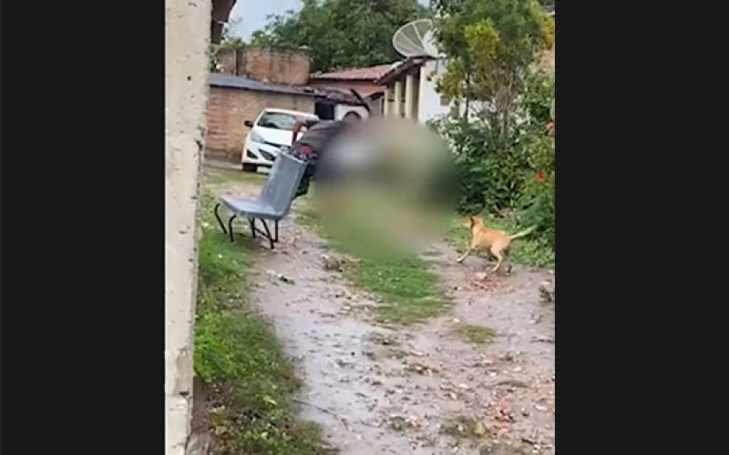 Homem é investigado por matar gato a pauladas em Serrinha