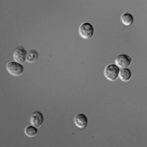 Após Fiocruz registrar patente, ‘armadilha’ com fermento de pão contra mosquito da dengue está disponível