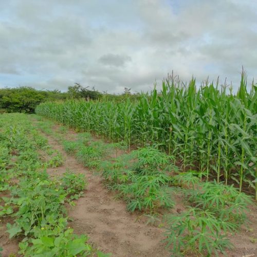 Roça Sustentável: experiência ‘antiga’ aumenta produtividade em até cinco vezes