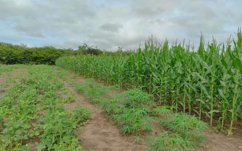 Roça Sustentável: experiência ‘antiga’ aumenta produtividade em até cinco vezes