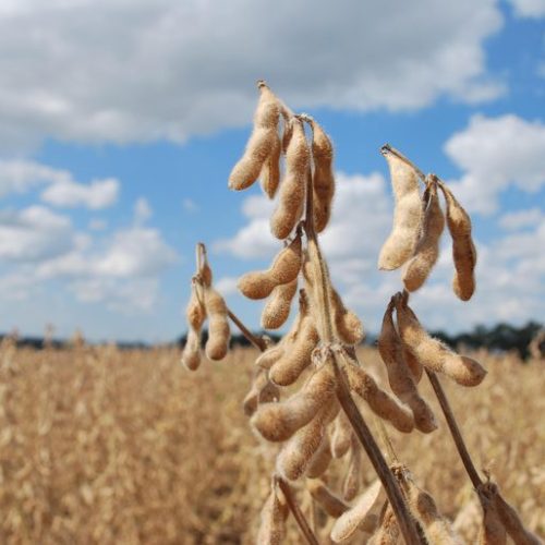Rio Grande do Sul deve ter queda de 8% na safra de grãos 2024/25, estima Conab