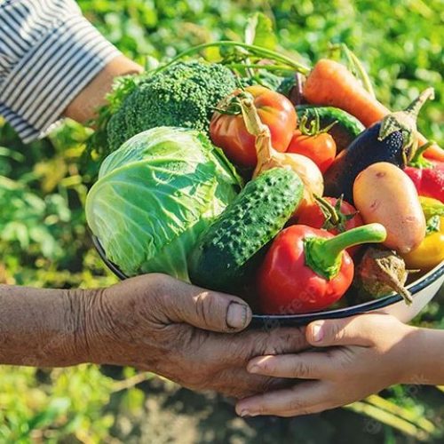 Governo Federal lança chamada para fortalecer dos núcleos de estudos em agroecologia