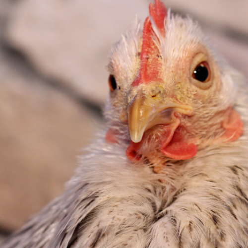 Peru abre mercado para exportação de óleo de aves brasileiro