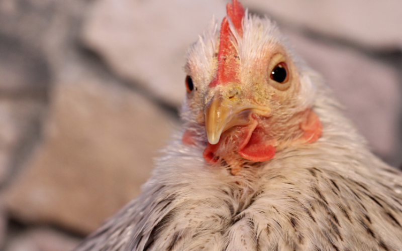 Peru abre mercado para exportação de óleo de aves brasileiro