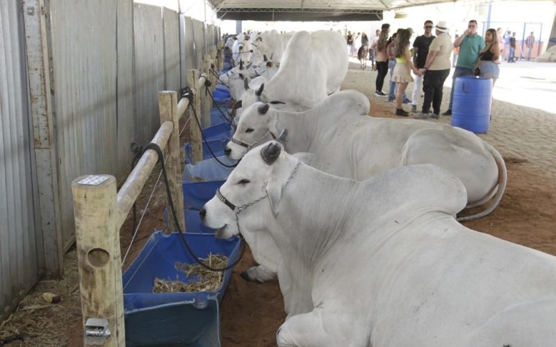 Agronegócio baiano responde por 26,5% do PIB no terceiro trimestre de 2024