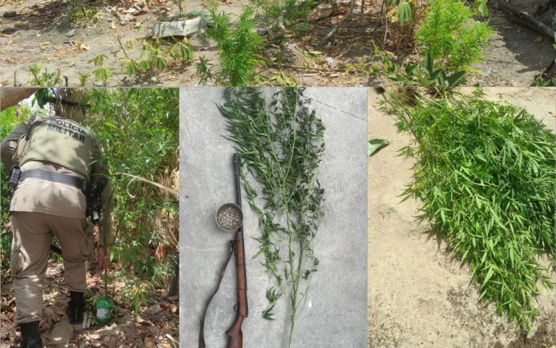 Erradicação de plantio de maconha e apreensão de arma de fogo em Campo Formoso