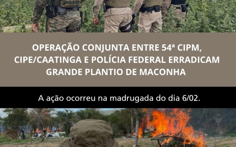 Campo Formoso:Polícia erradica plantio de maconha