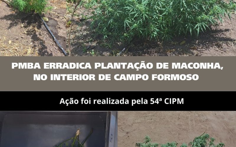 Campo Formoso:Erradicação de Maconha