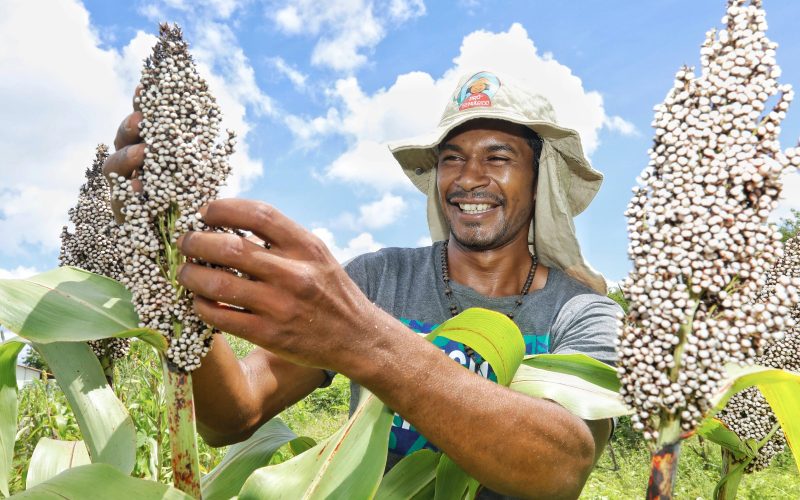 Sistemas Agrícolas Resilientes instalados no Semiárido baiano irão assegurar a perpetuação de sementes livres de transgenia