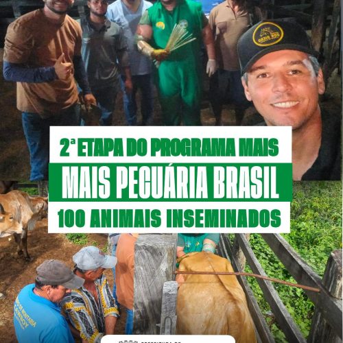 Filadélfia realiza segunda etapa do programa MAIS PECUÁRIA BRASIL – 100 animais inseminados