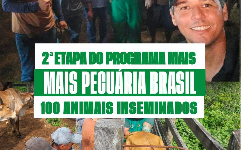 Filadélfia realiza segunda etapa do programa MAIS PECUÁRIA BRASIL – 100 animais inseminados