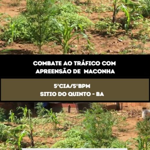 Erradicação de Plantio de Maconha pela PM
