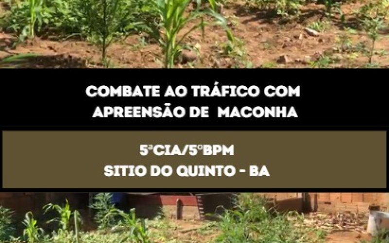Erradicação de Plantio de Maconha pela PM