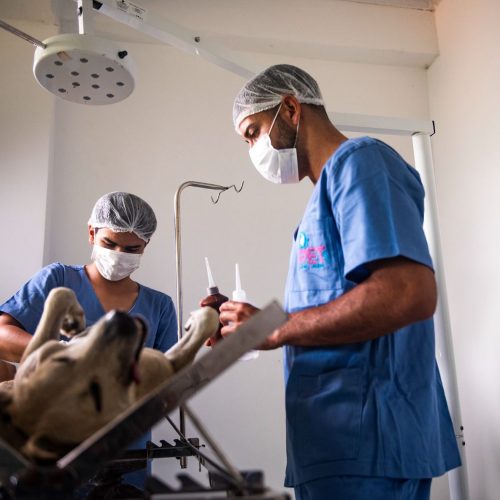 Prefeitura de Senhor do Bonfim fortalece a causa animal com a implantação do Canil Municipal