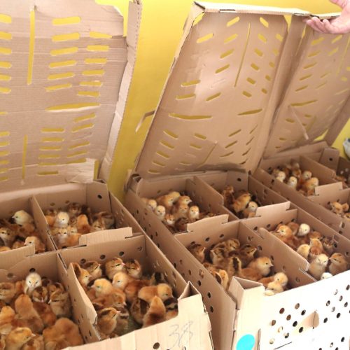 Entrega de kits de avicultura caipira promove inclusão produtiva e geração de renda no Recôncavo Baiano