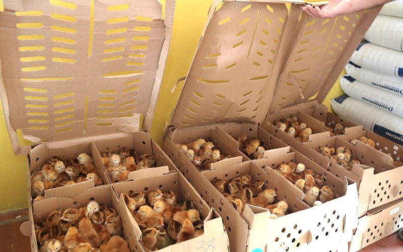 Entrega de kits de avicultura caipira promove inclusão produtiva e geração de renda no Recôncavo Baiano