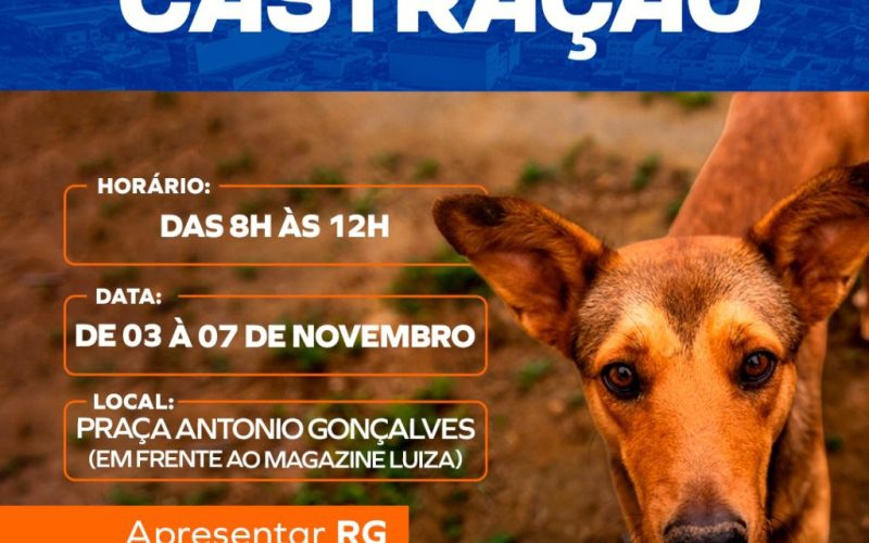 Prefeitura de Senhor do Bonfim realiza cadastramento para mutirão de castração de cães entre os dias 3 e 7 de novembro