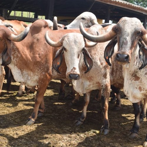 Prefeitura de Senhor do Bonfim acompanha Dia de Campo que marca chegada de nova biotecnologia para impulsionar a pecuária do município