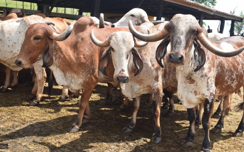 Prefeitura de Senhor do Bonfim acompanha Dia de Campo que marca chegada de nova biotecnologia para impulsionar a pecuária do município