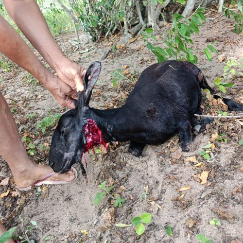 Cães matam caprinos na Zona Rural de Bonfim