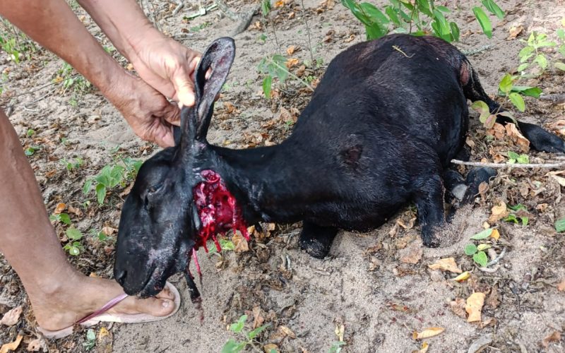 Cães matam caprinos na Zona Rural de Queimadas