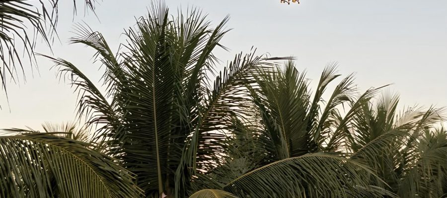 Uso de drone agrícola será tema do Dia de Campo do 3⁰ Simpósio de Oportunidades de Negócios na Cultura de Coco