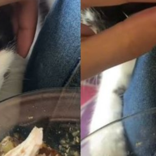 Gato luta por um pedaço de comida e diverte web