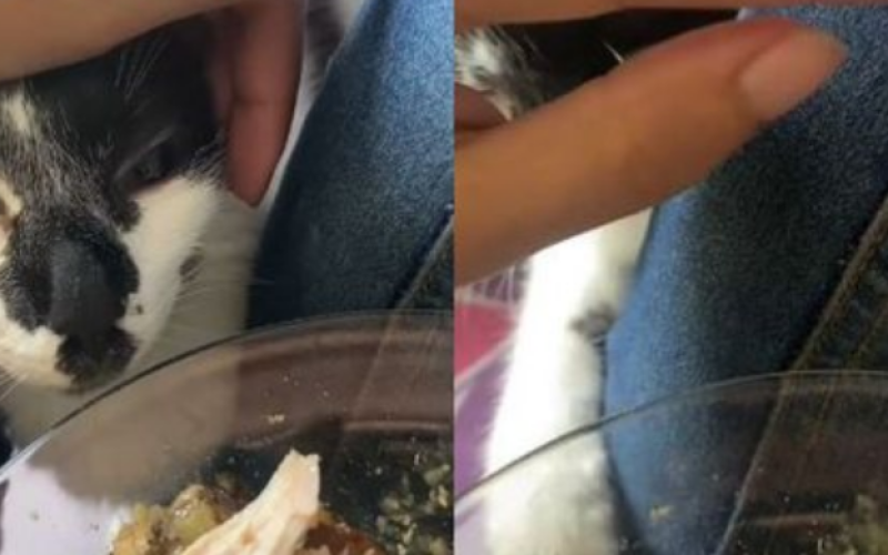 Gato luta por um pedaço de comida e diverte web