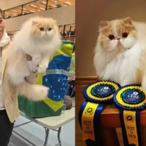 Gato brasileiro ganha prêmio internacional