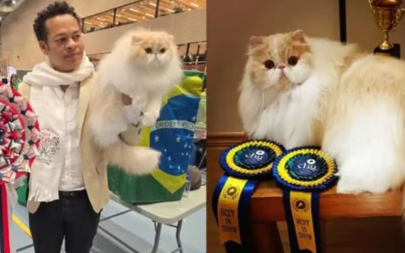 Gato brasileiro ganha prêmio internacional